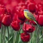 Birds and Flowers