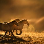 wild-horses-running-photo-6889a_copy_3